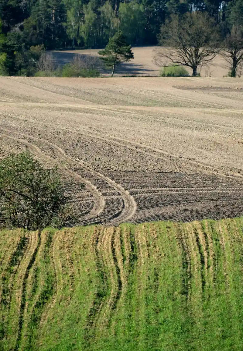 mulczowanie terenu - przed